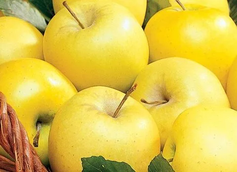 خرید سیب زرد درجه یک + قیمت فروش استثنایی